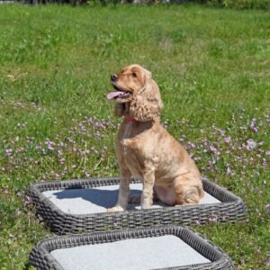 Dog bed outdoor M Maje Grey 60x50x10cm Miloo Home